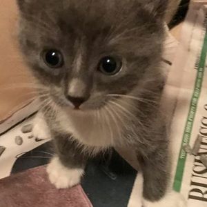 Meet your Posher, Sandy